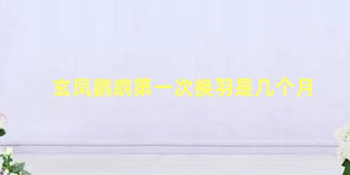玄凤鹦鹉第一次换羽是几个月