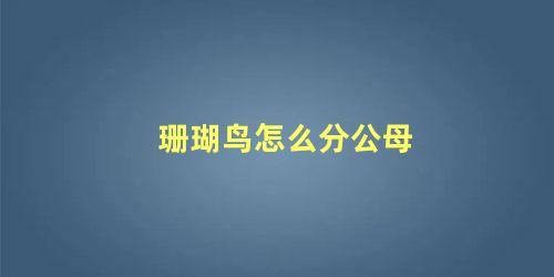 珊瑚鸟怎么分公母