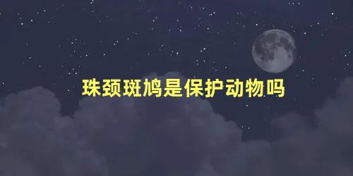 珠颈斑鸠是保护动物吗
