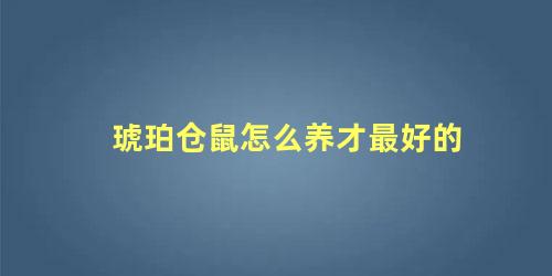 琥珀仓鼠怎么养才最好的