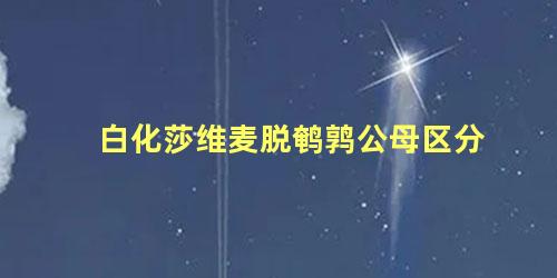 白化莎维麦脱鹌鹑公母区分