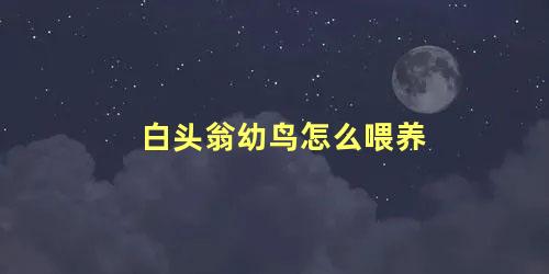 白头翁幼鸟怎么喂养