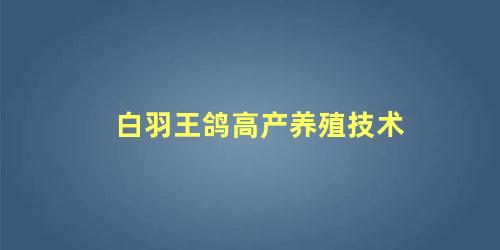 白羽王鸽高产养殖技术