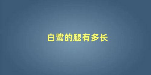白鹭的腿有多长
