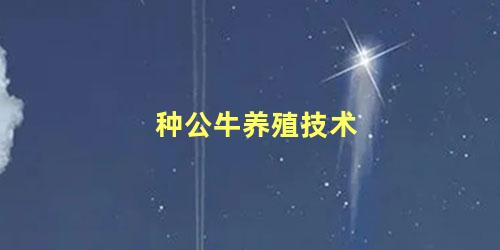 种公牛养殖技术