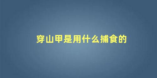 穿山甲是用什么捕食的