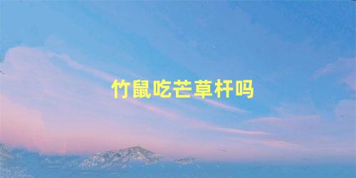 竹鼠吃芒草杆吗