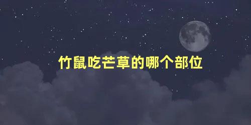 竹鼠吃芒草的哪个部位