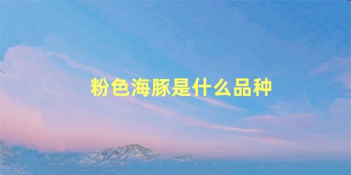 粉色海豚是什么品种
