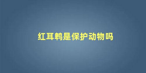 红耳鹎是保护动物吗