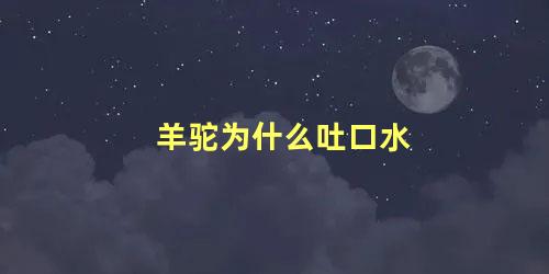 羊驼为什么吐口水