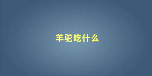 羊驼吃什么