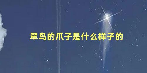 翠鸟的爪子是什么样子的
