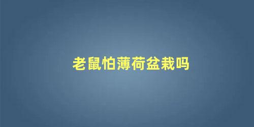老鼠怕薄荷盆栽吗