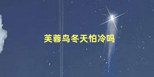 芙蓉鸟冬天怕冷吗