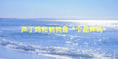 芦丁鸡和鹌鹑是一个品种吗