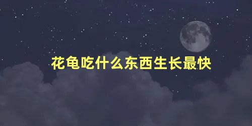 花龟吃什么东西生长最快