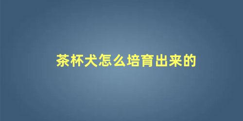 茶杯犬怎么培育出来的