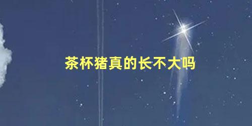茶杯猪真的长不大吗
