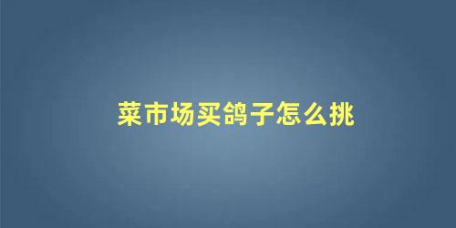 菜市场买鸽子怎么挑