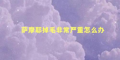 萨摩耶掉毛非常严重怎么办