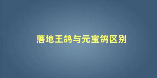 落地王鸽与元宝鸽区别