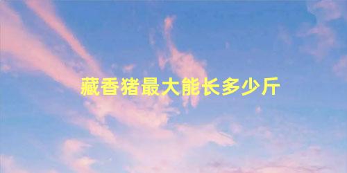 藏香猪最大能长多少斤