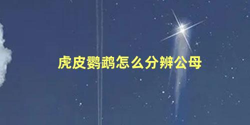 虎皮鹦鹉怎么分辨公母