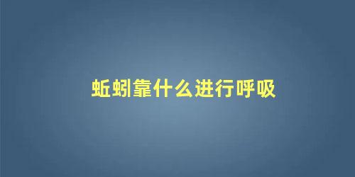 蚯蚓靠什么进行呼吸