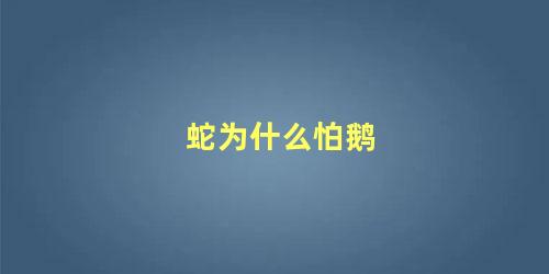 蛇为什么怕鹅
