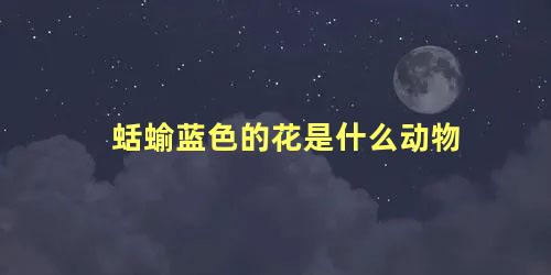 蛞蝓蓝色的花是什么动物