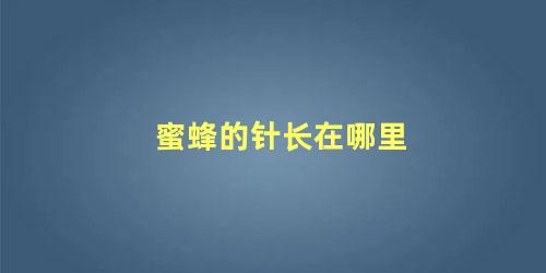 蜜蜂的针长在哪里