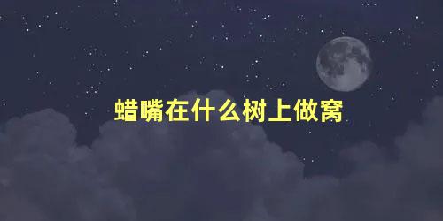 蜡嘴在什么树上做窝