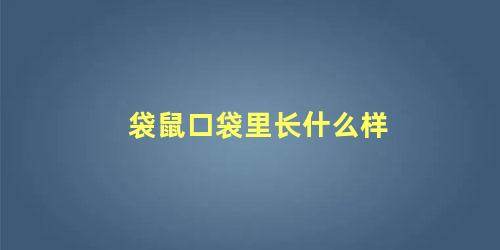 袋鼠口袋里长什么样