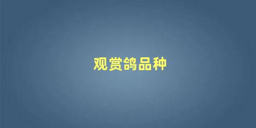 观赏鸽品种