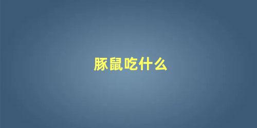豚鼠吃什么