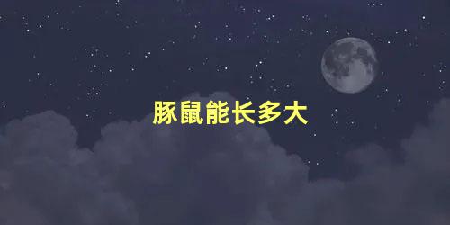 豚鼠能长多大