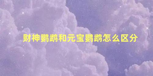 财神鹦鹉和元宝鹦鹉怎么区分