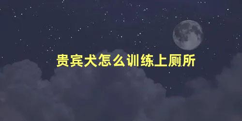 贵宾犬怎么训练上厕所