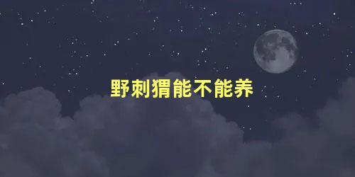 野刺猬能不能养