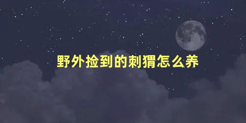 野外捡到的刺猬怎么养