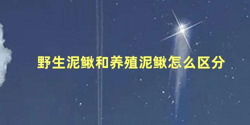 野生泥鳅和养殖泥鳅怎么区分
