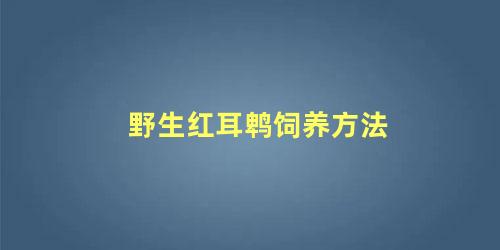 野生红耳鹎饲养方法