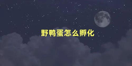 野鸭蛋怎么孵化