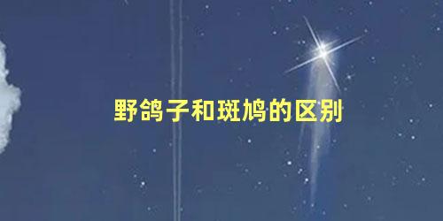 野鸽子和斑鸠的区别