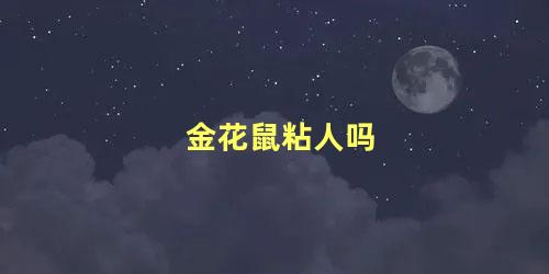 金花鼠粘人吗