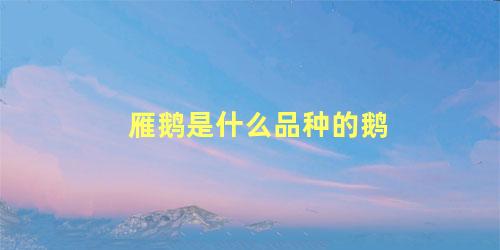 雁鹅是什么品种的鹅