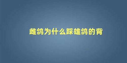 雌鸽为什么踩雄鸽的背