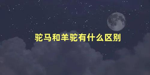 驼马和羊驼有什么区别
