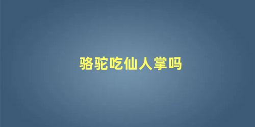 骆驼吃仙人掌吗